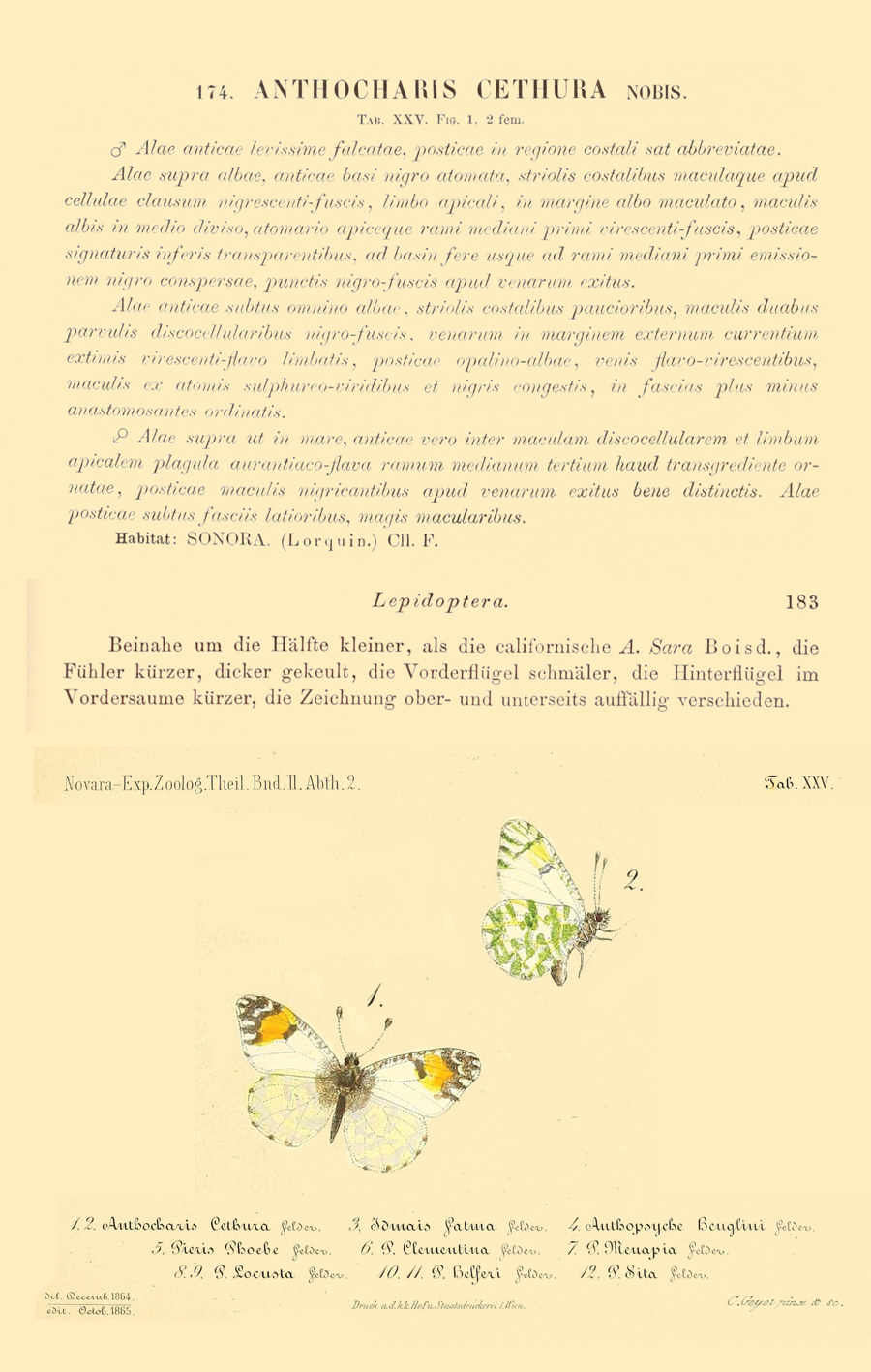 Original description of Anthocharis cethura cethura - Desert Orangetip