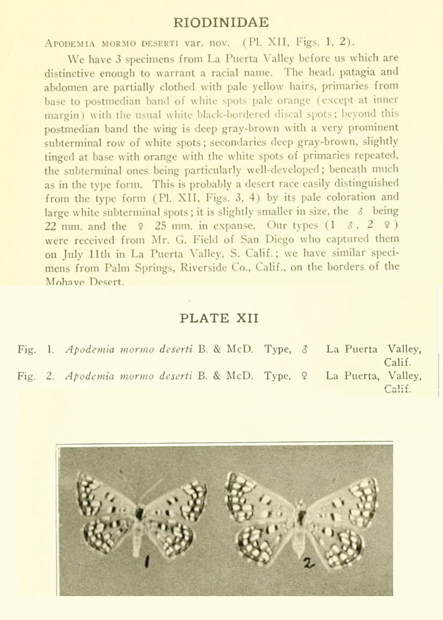 description of Apodemia (mejicanus) deserti - Desert Metalmark
