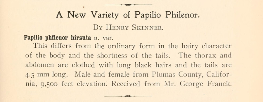 Original description of Battus philenor hirsuta