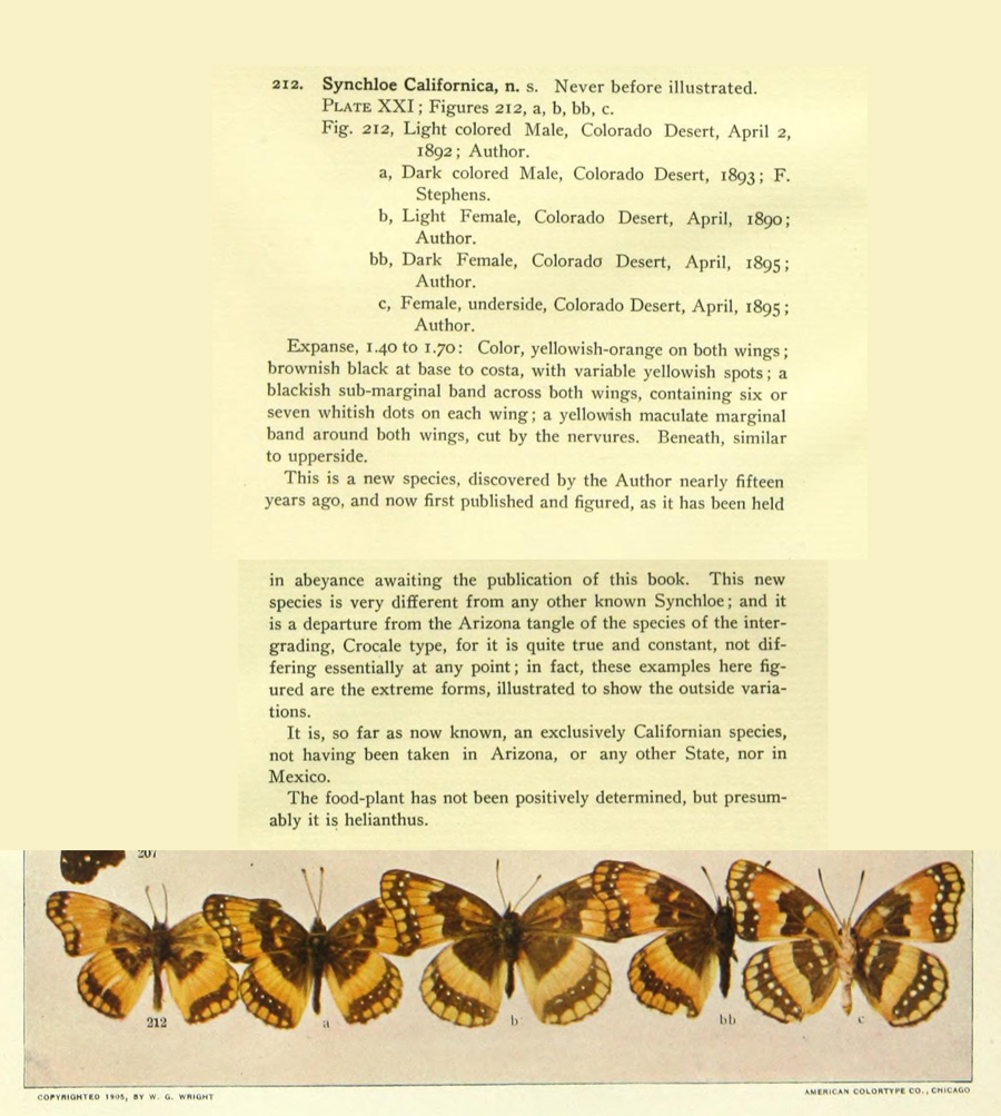 Chlosyne california desciption by W.G. Wright