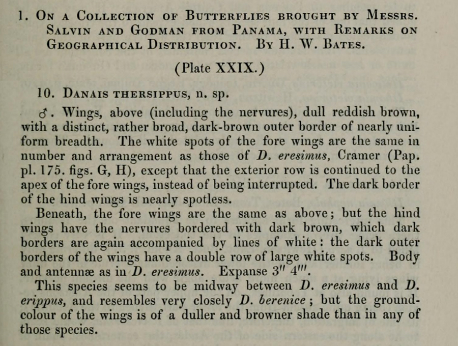 Original description of Danaus gilippus thersippus - Striated Queen - by H.W. Bates