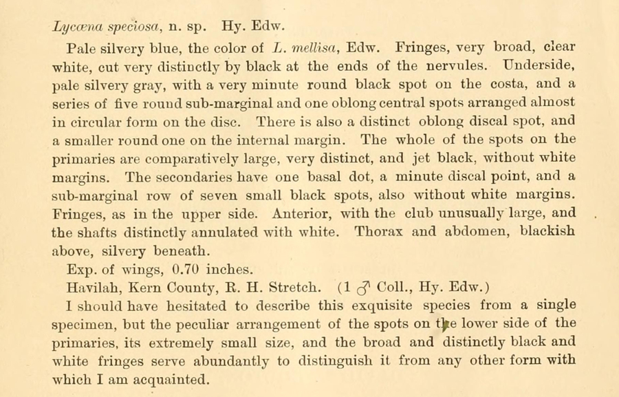 Original description of Euphilotes speciosa - the small blue butterfly