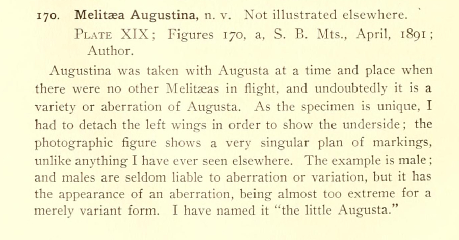Original description of Euphydryas editha augustina - 'August' Edith's Checkerspot larva