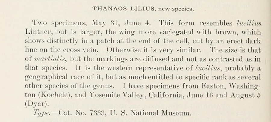 Original description by Dyar of Gesta pacuvius lilius
