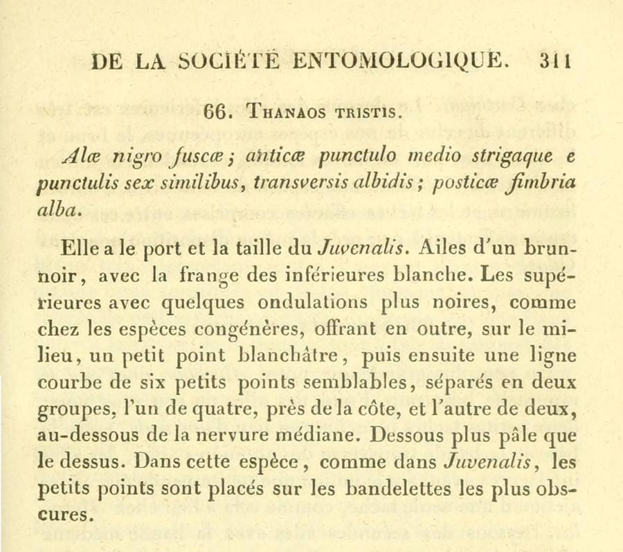 Original description of Gesta tristis tristis - Mournful Duskywing from 1852