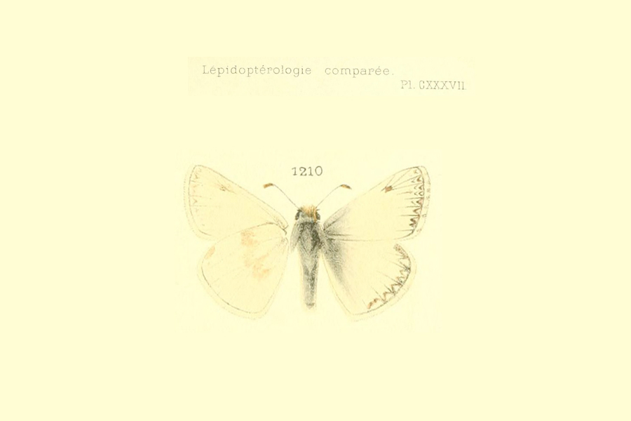 Original illustration by Oberthur of Heliopetes ericetorum - Northern White-Skipper, from California
