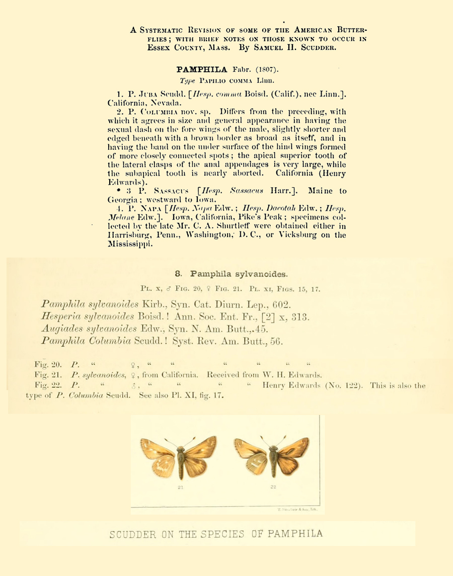 Scudder's original description of Hesperia columbia, the Columbian Skipper