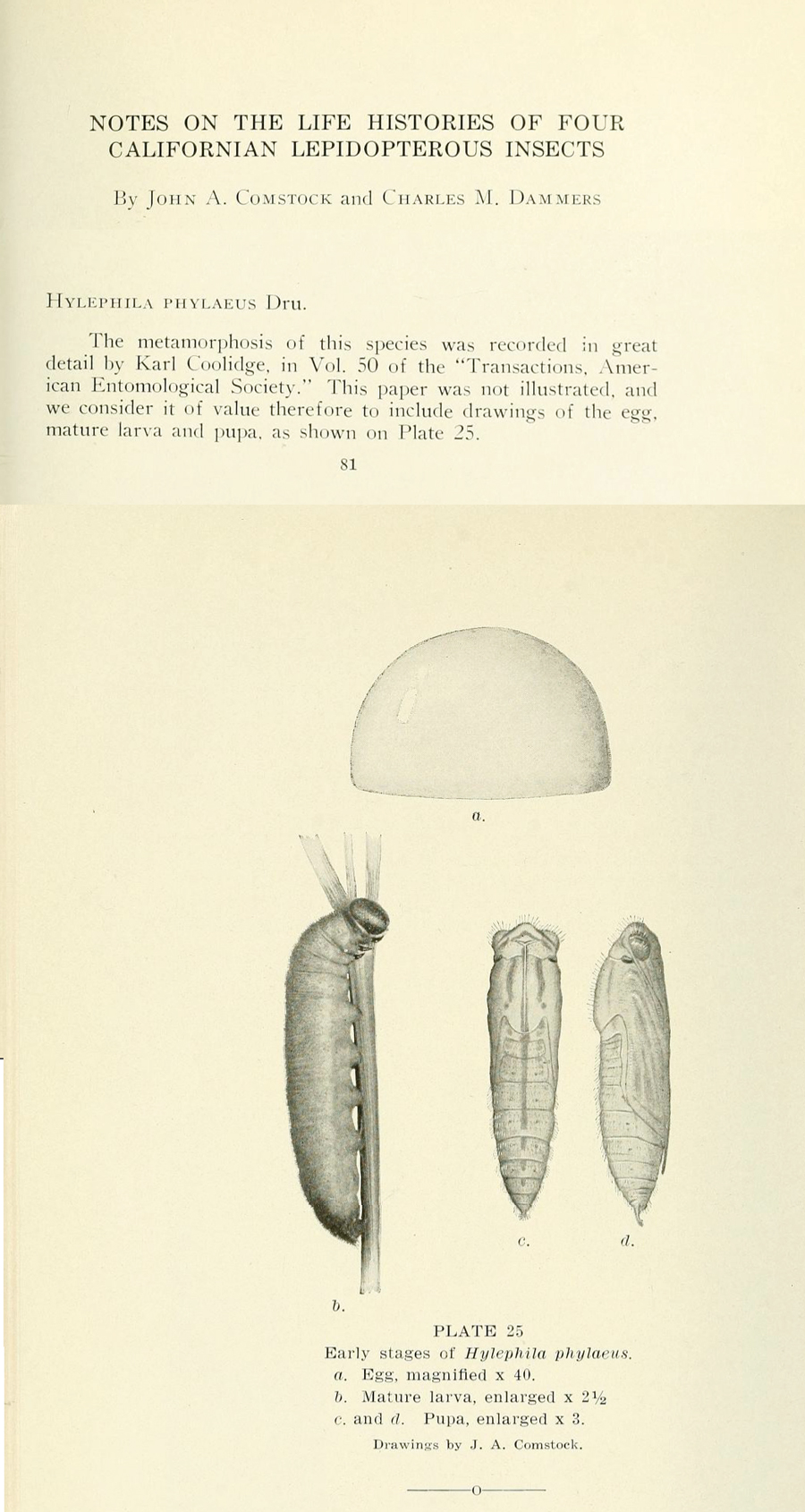 Illustrations of the life cycle of Hylephila phyleus - Fiery Skipper