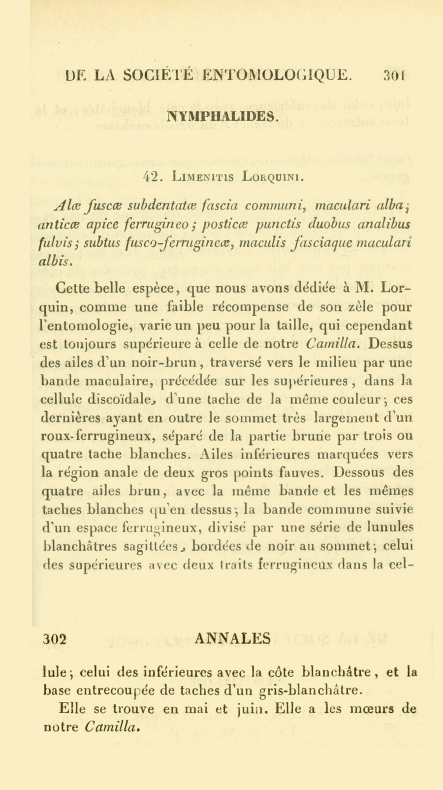 Original description of Limenitis lorquini - Lorquin's Admiral