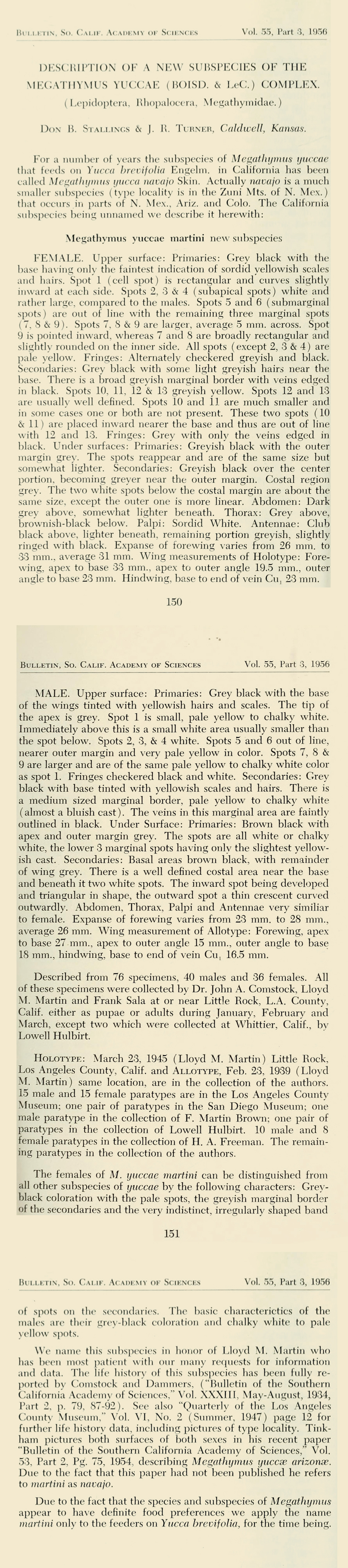 Original description of Megathymus yuccae martini - Martin's Yucca Giant Skipper