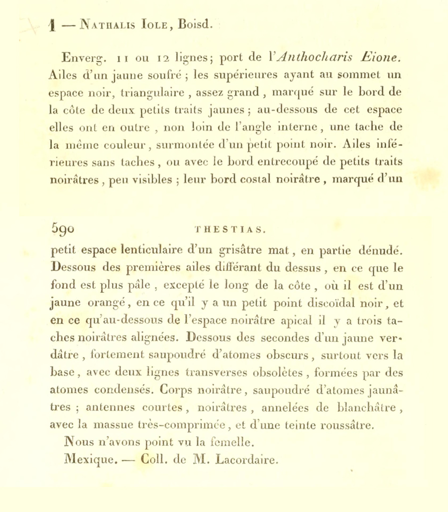 Original description of Nathalis iole by Boisduval in 1836