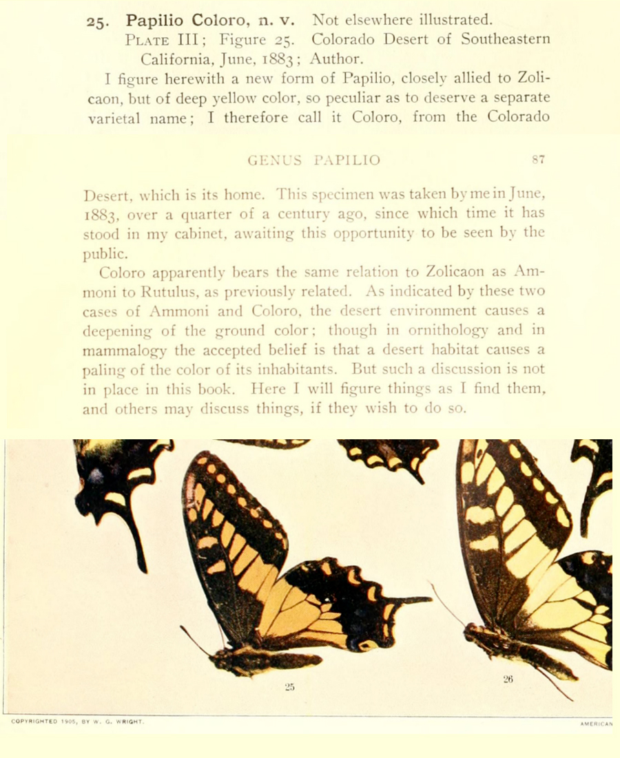  Original description of the 'Desert' Black Swallowtail - Papilio polyxenes rudkini