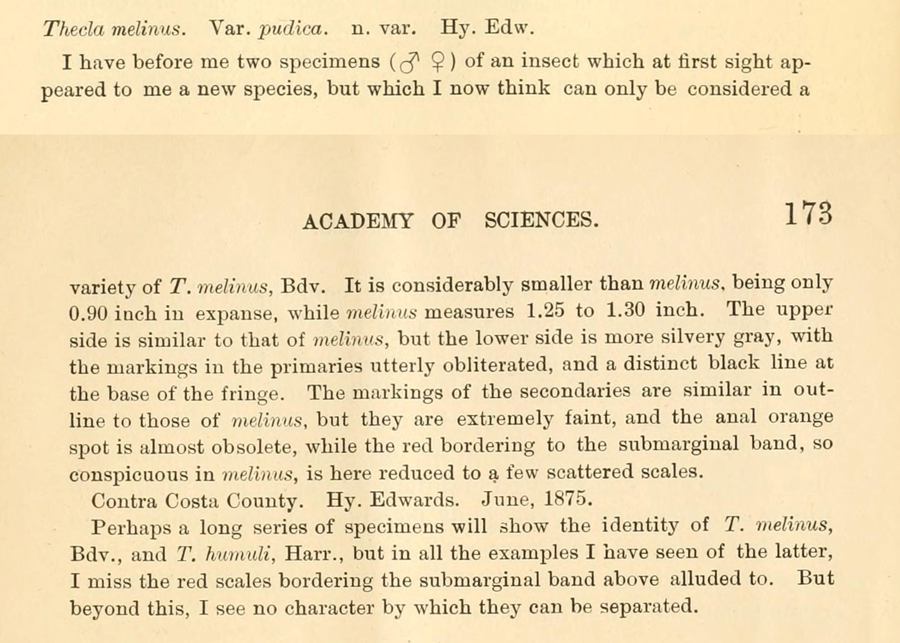 Original description of Strymon melinus pudica - Gray Hairstreak subspecies pudica