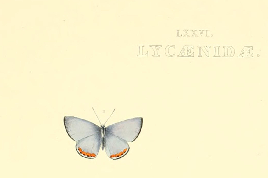 Plebejus acmon - Acmon Blue type specimen illustration