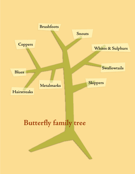 butterfly family tree