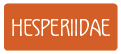 link to hesperiidae page