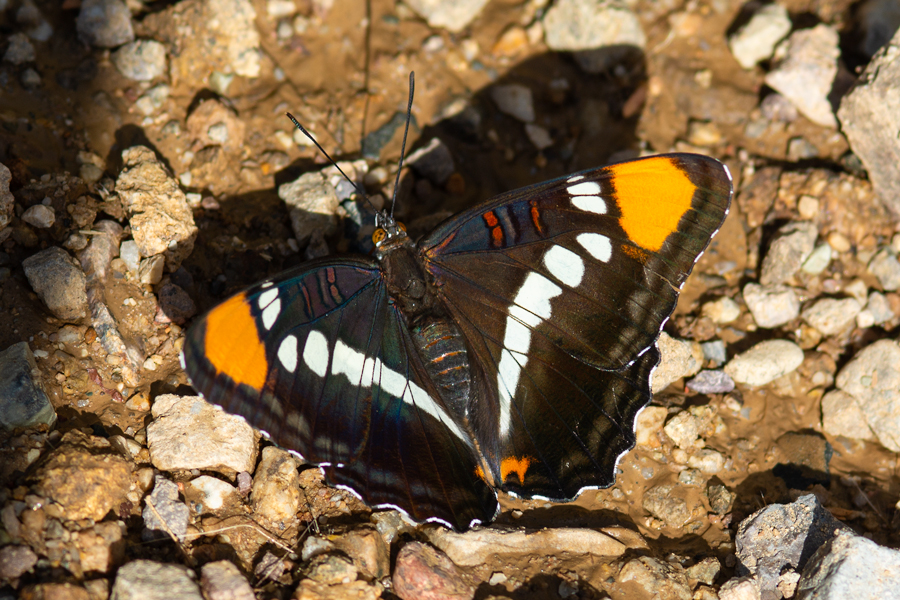 Photographs of the Arizona Sister butterfly - Adelpha eulalia