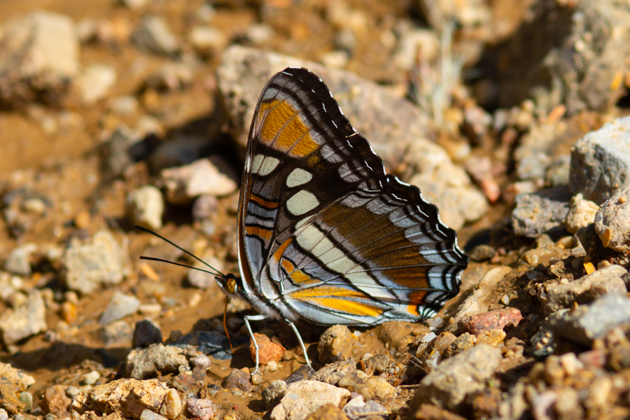 Photographs of the Arizona Sister butterfly - Adelpha eulalia