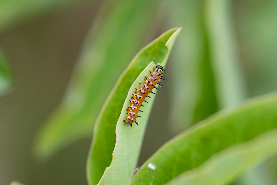 Caterpillar of Agraulis vanillae incarnata - Western Gulf Fritillary