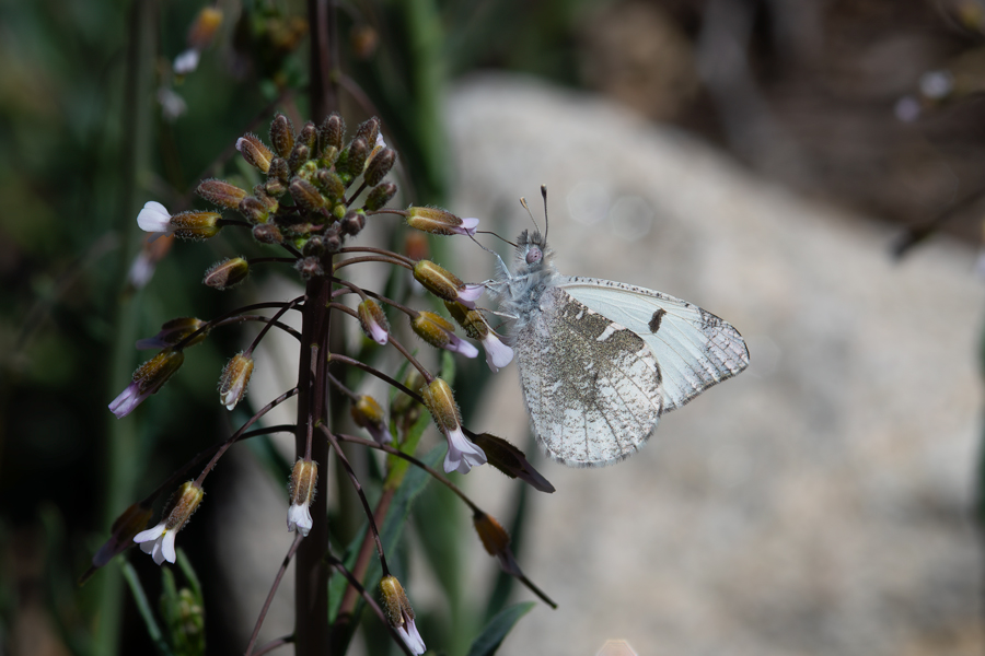Grinell's Gray Marble butterfly, Anthocharis lanceolata australis