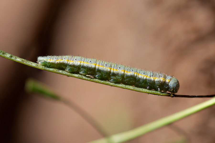 Anthocharis lanceolata desertolimbus larva