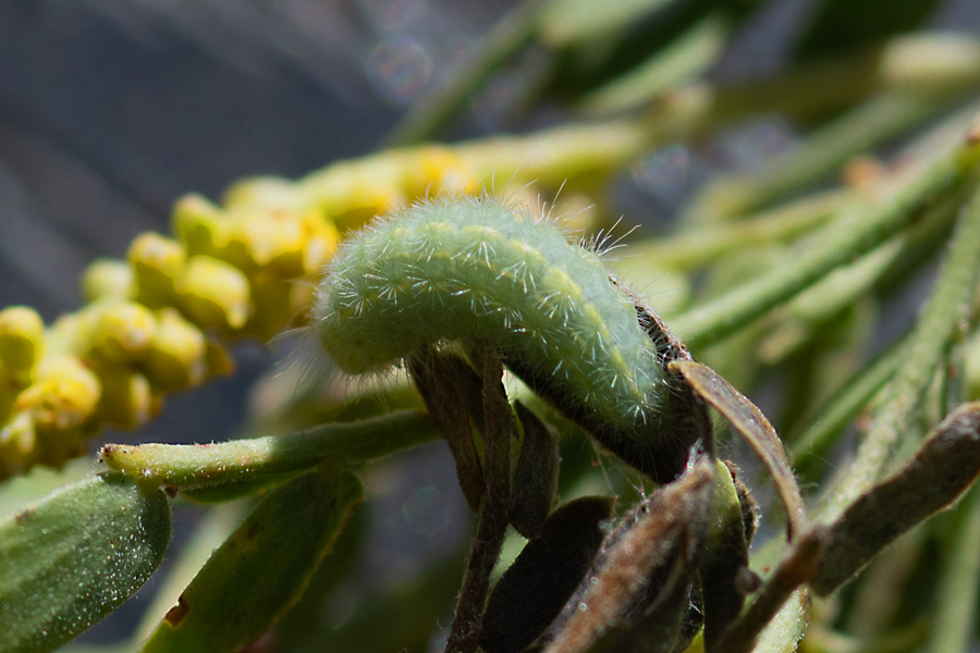Larva of Apodemia palmerii - Palmer's Metalmark caterpillar