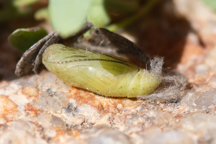 Chrysalis of Apodemia palmerii - Palmer's Metalmark caterpillar
