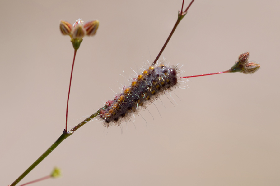 Caterpillar of Apodemia mejicanus deserti - Desert Metalmark