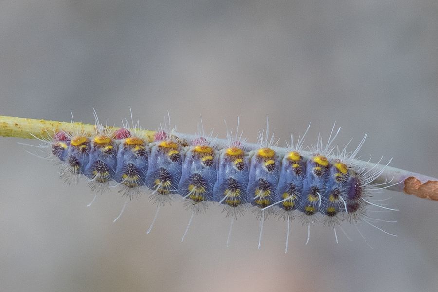 Caterpillar of Apodemia mejicanus deserti - Desert Metalmark