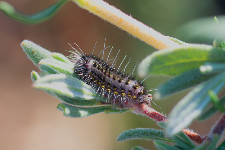 Caterpillar of Apodemia virgulti virgulti - Behr's Metalmark