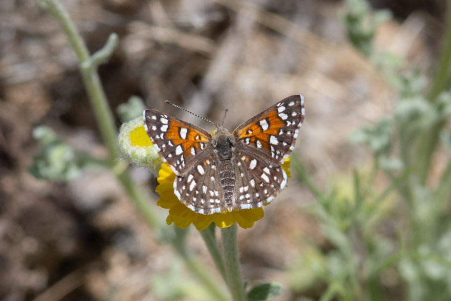 Apodemia virgulti mojavelimbus - Ord Mountains Metalmark