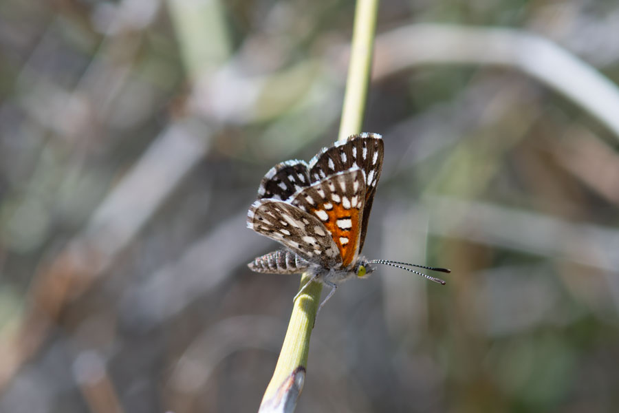 Apodemia virgulti mojavelimbus - Ord Mountains Metalmark