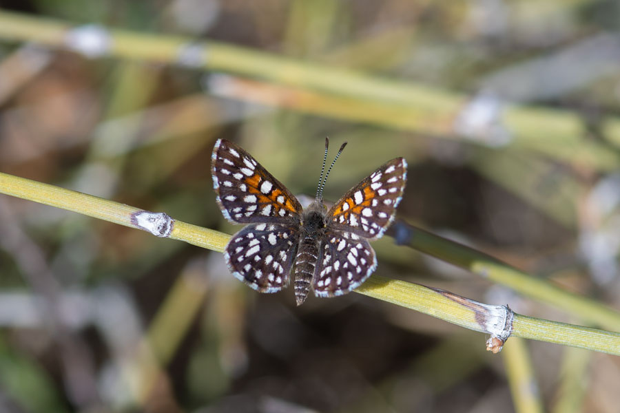 Apodemia virgulti mojavelimbus - Ord Mountains Metalmark