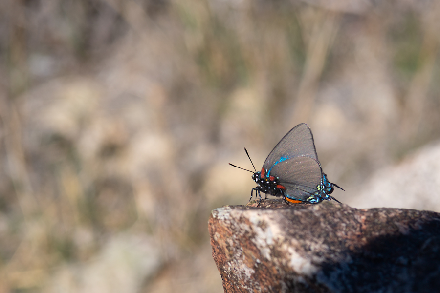 photo of Atlides halesus, the Great Purple Hairstreak, from the Mojave National Reserve