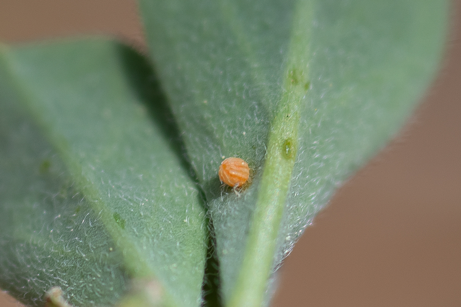 Egg of Cecropterus indistinctus - Northern Cloudywing