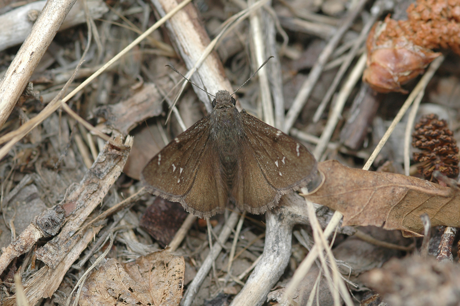 Cecropterus pylades - Northern Cloudywing