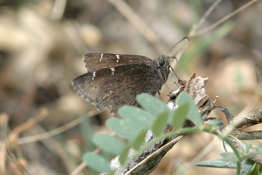 Cecropterus pylades - Northern Cloudywing