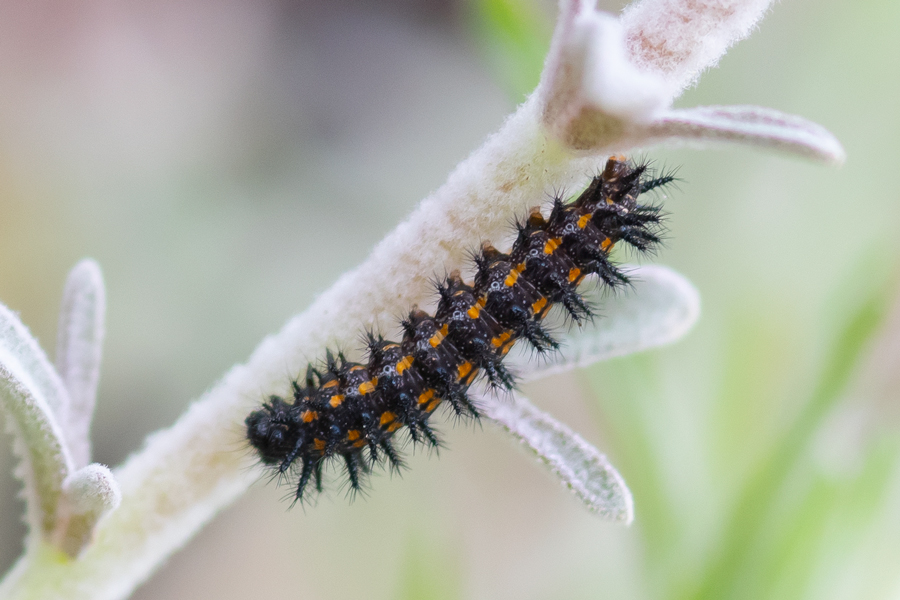 Caterpillar of Chlosyne leanira wrightii - 'Wright's' Leanira Checkerspot