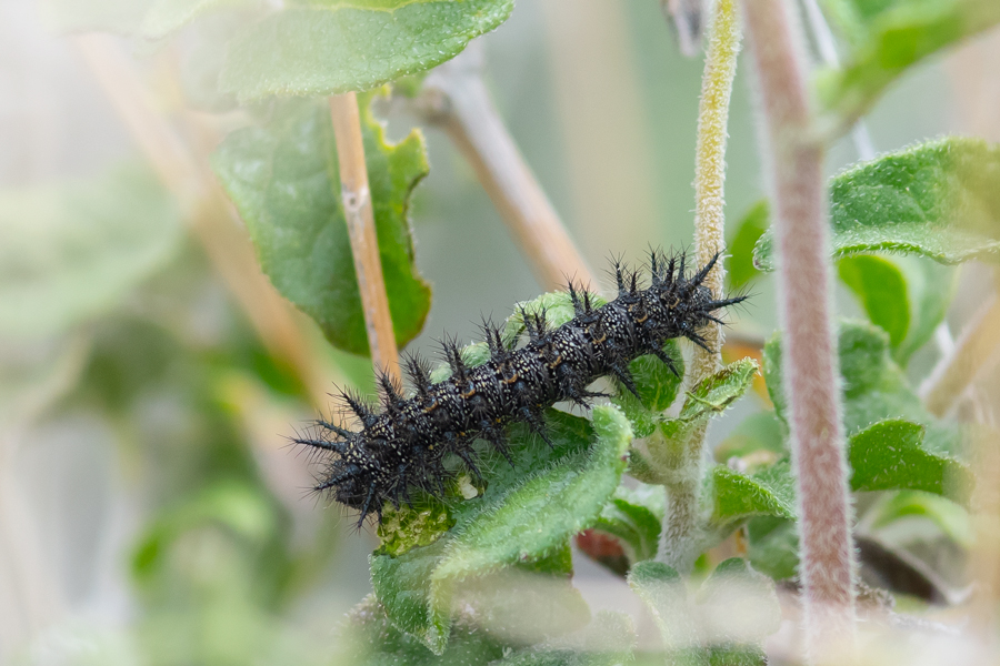 Caterpillar of the California Patch - Chlosyne californica