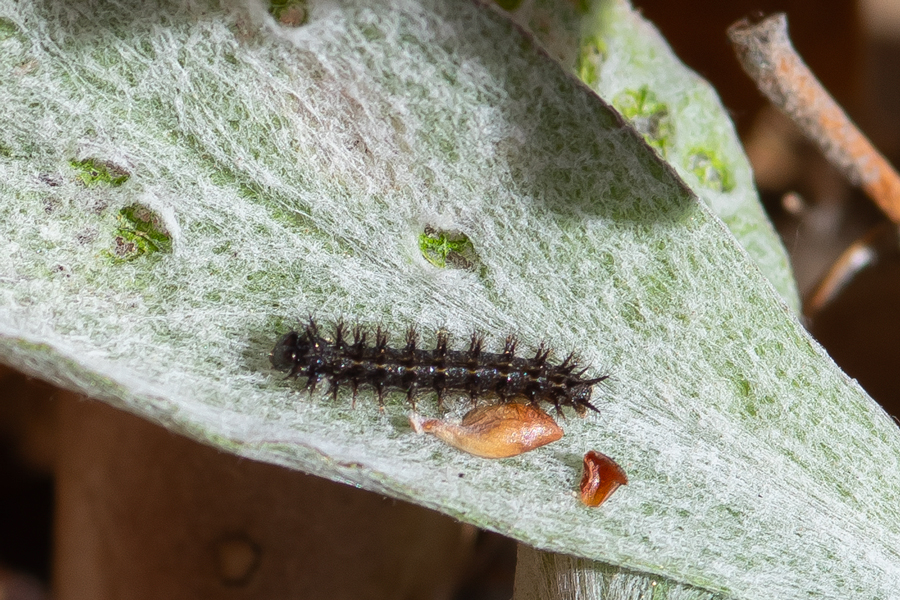 Caterpillar of Chlosyne gabbii - Gabb's Checkerspot