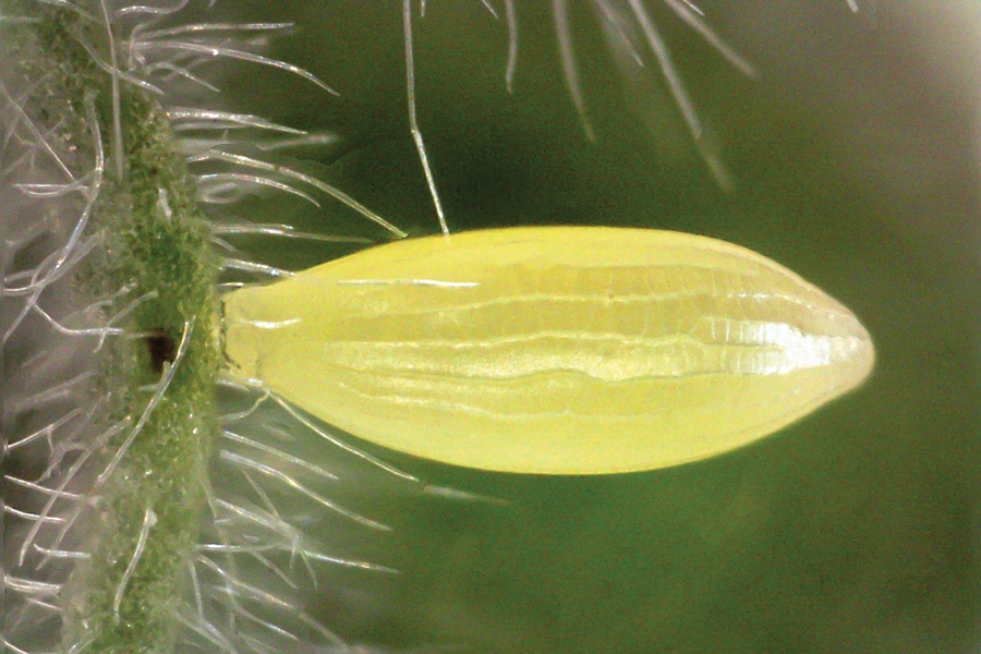 Egg of the Orange Sulphur butterfly - Colias eurytheme