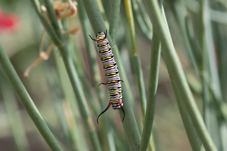 Caterpillar of Danaus gilippus thersippus - Striated Queen
