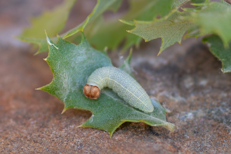 Caterpillar of Sleepy Duskywing - Erynnis lacustra