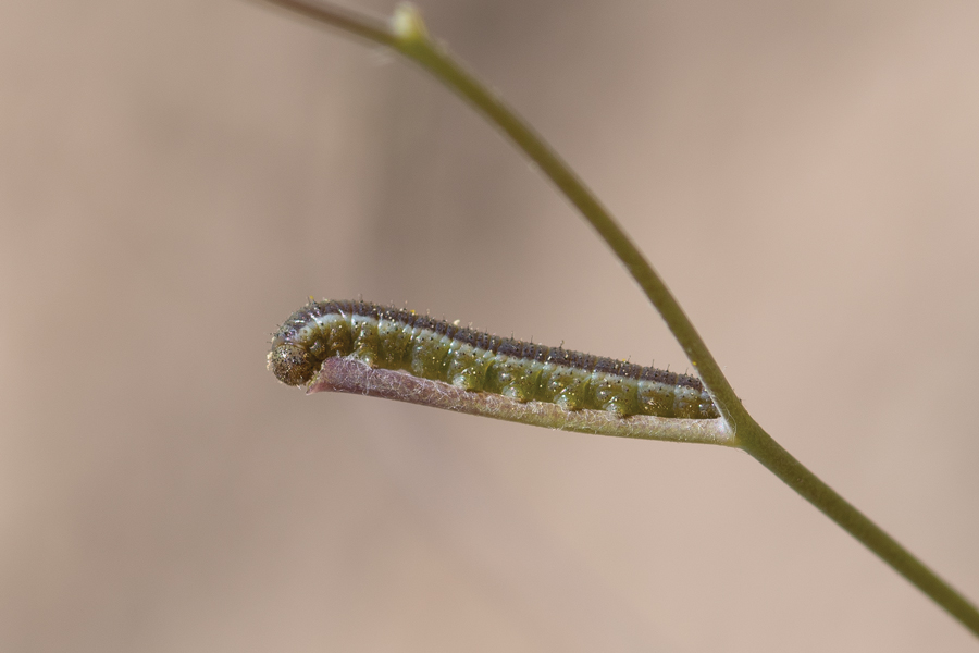 Caterpillar of Andrew's Marble - Euchloe andrewsi
