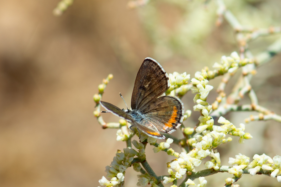 Euphilotes pallescens elvirae - Elvira's Pallid Blue butterfly