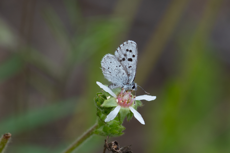 Euphilotes speciosa purisima - small blue butterfly from Lompoc