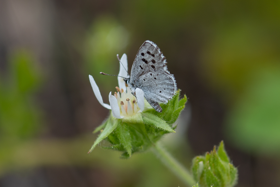 Euphilotes speciosa purisima - small blue butterfly from Lompoc