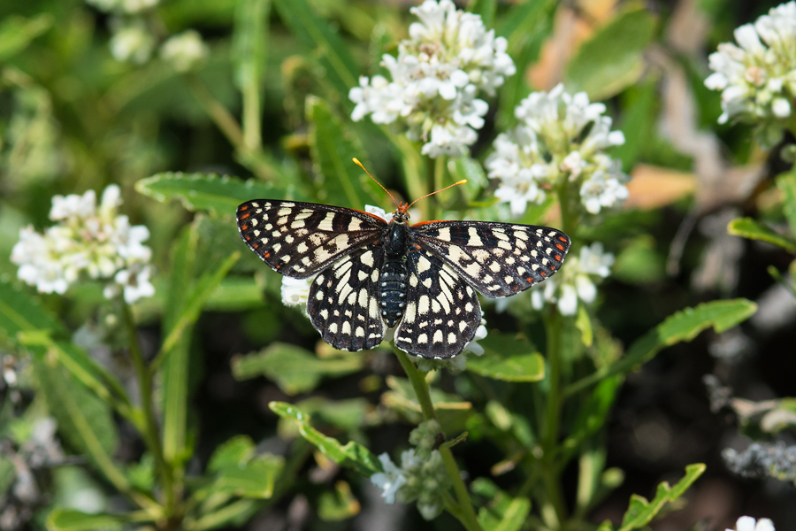 Euphydryas c. chalcedona - 'Chalcedon' Variable Checkerspot butterfly, from the San Gabriel Mountains