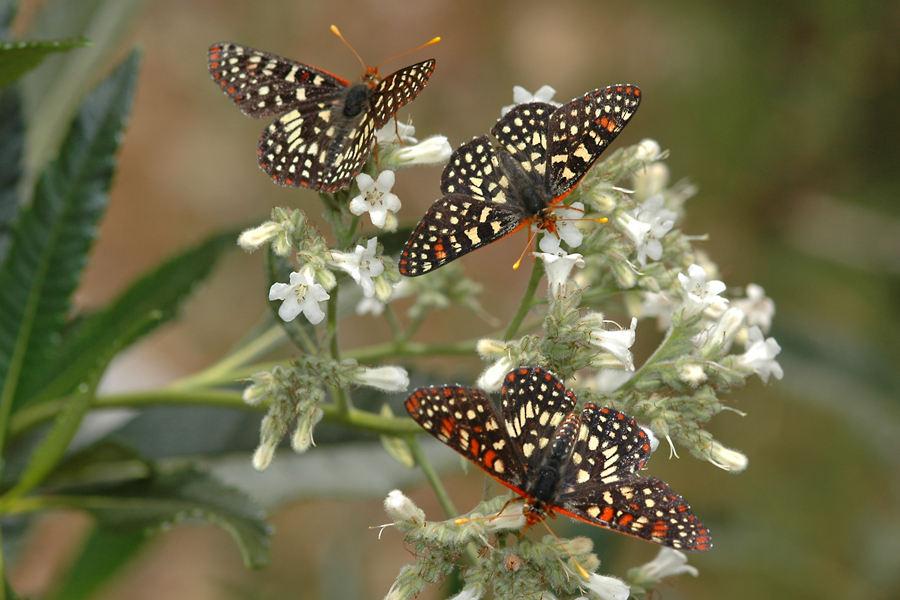 Euphydryas c. chalcedona - 'Chalcedon' Variable Checkerspot butterfly, from the San Gabriel Mountains