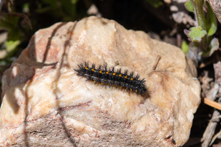 Caterpillar of Euphydryas editha augustina - 'August' Edith's Checkerspot larva